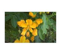 Pcs - 10x Senna Corymbosa La Casse Cassia Corymbosa Jardin - Graines ID1569 - Seeds & Plants Shop by Ipsa