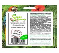 Pcs - 10x Strophanthus Gerrardii Korkenzieherblume Plantes - Graines B314 - Seeds & Plants Shop by Ipsa
