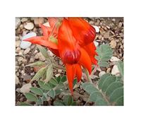 Pcs - 10x Swainsona Formosa Désert Pois Ruhmesblume Plantes - Graines B2282 - Seeds & Plants Shop by Ipsa