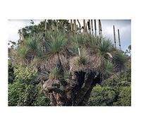 Pcs - 10x Xanthorrhoea Preissii Arbre Herbe Jardin Plantes - Graines B2323 - Seeds & Plants Shop by Ipsa