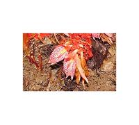 Pcs - 10x Zingiber Rubens Bengale Gingembre Jardin Plantes - Graines ID175 - Seeds & Plants Shop by Ipsa