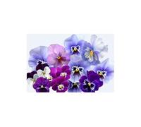 Pcs - 110x Violet Aalsmeer Giants King Taille Pensées Plantes - Graines K612 - Seeds & Plants Shop by Ipsa