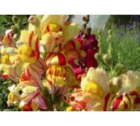 Pcs - 1200x Muflier Geule de Loup Torbay Rock Médium Mixte Jardin Plantes - Graines K75 - Seeds & Plants Shop by Ipsa