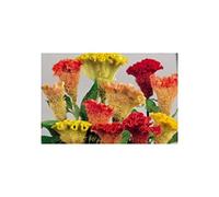 Pcs - 120x Crête de Coq Triangle Mixte Celosia Argentea Semences Plantes - Graines K38 - Seeds & Plants Shop by Ipsa