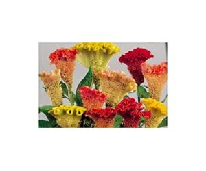 Pcs - 120x Crête de Coq Triangle Mixte Celosia Argentea Semences Plantes - Graines K38 - Seeds & Plants Shop by Ipsa