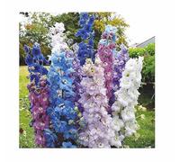 Pcs - 130x Pied D'Alouette Arrondir Table Séries Mix Delphinium Jardin Plantes - Graines K341 - Seeds & Plants Shop by Ipsa