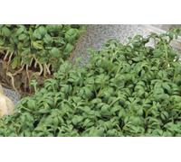 Pcs - 150x Écologique Graines Cresson Simple - Écologique Légumes Graines KS533 - Seeds & Plants Shop by Ipsa