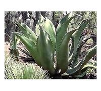 Pcs - 15x Agave Marmorata Gris en Marbre Jardin Plantes - Graines B1886 - Seeds & Plants Shop by Ipsa