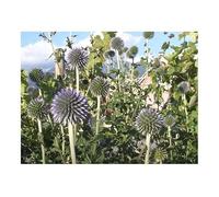 Pcs - 15x Chardon Bleu Echinops Ritro Jardin Plantes - Graines KS56 - Seeds & Plants Shop by Ipsa