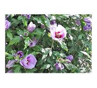 Pcs - 15x Hibiscus Syriacus Guimauve Arbuste Jardin Plantes - Graines B1619 - Seeds & Plants Shop by Ipsa