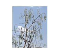 Pcs - 15x Moringa Oleifera ou Plantes - Graines A105 - Seeds & Plants Shop by Ipsa