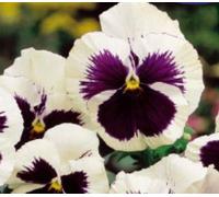 Pcs - 15x Pensées Suisse Géant Silberbraut - Graines Jardin KS232 - Seeds & Plants Shop by Ipsa
