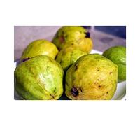 Pcs - 15x Psidium Guajava Colombian Red Fruits Arbre Jardin Plantes - Graines ID157 - Seeds & Plants Shop by Ipsa