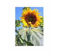 Pcs - 15x Tournesols King Kong-Helianthus Graines Jardin Fleur Semences KS339 - Seeds & Plants Shop by Ipsa
