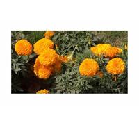 Pcs - 165x Samtblume Mandarine Tagètes Semences Jardin Plantes - Graines K334 - Seeds & Plants Shop by Ipsa