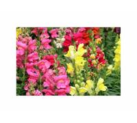Pcs - 1900x Muflier Geule de Loup Tip Top Mix Haut Mixte Jardin Plantes - Graines K76 - Seeds & Plants Shop by Ipsa