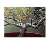 Pcs - 1x Boswellia Neglecta Caudex Fleurs Jardin Plantes - Graines B1942 - Seeds & Plants Shop by Ipsa