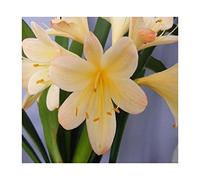Pcs - 1x Clivia Appleblossom T9 Jardin Fleurs Plantes - Graines B952 - Seeds & Plants Shop by Ipsa