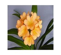 Pcs - 1x Clivia Cameron Peach Bain Botha Fleurs Plantes - Graines B954 - Seeds & Plants Shop by Ipsa