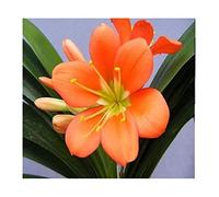 Pcs - 1x Clivia Miniata Berties Bain Botha Fleurs Plantes - Graines B961 - Seeds & Plants Shop by Ipsa