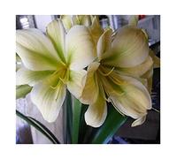 Pcs - 1x Clivia Miniata Bill Morris Jaune Vert Centre Plantes - Semences B962 - Seeds & Plants Shop by Ipsa