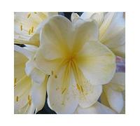 Pcs - 1x Clivia Miniata Large Petal Jaune Vainqueur Plantes - Graines B963 - Seeds & Plants Shop by Ipsa