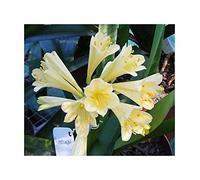 Pcs - 1x Clivia Miniata Moondrops Jardin Fleurs Plantes - Graines B967 - Seeds & Plants Shop by Ipsa