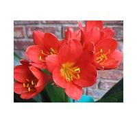 Pcs - 1x Clivia Miniata Perfecta Rouge Comme Japie Rouge Plantes - Graines B968 - Seeds & Plants Shop by Ipsa