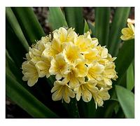 Pcs - 1x Clivia Nakamura Jaune Variegated Fleurs Plantes - Graines B1990 - Seeds & Plants Shop by Ipsa