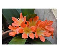 Pcs - 1x Clivia Nakamura Variegated Orange Fleurs Plantes - Graines B1989 - Seeds & Plants Shop by Ipsa