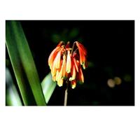 Pcs - 1x Clivia Robusta Fleurs Orange Jaune Ombragé Plantes - Graines B1991 - Seeds & Plants Shop by Ipsa