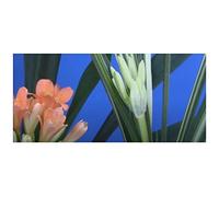 Pcs - 1x Clivia Variegated Multipetal Bain Botha Plantes - Graines B980 - Seeds & Plants Shop by Ipsa