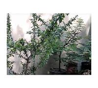 Pcs - 1x Commiphora Edulis Ssp. Holosericea Caudex Ecorce Gris Graines B1997 - Seeds & Plants Shop by Ipsa