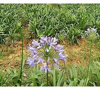 Pcs - 20x Agapanthus Africanus Pluriannuelle Plantes - Graines HW10 - Seeds & Plants Shop by Ipsa