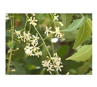 Pcs - 20x Azadirachta Indica Niembaum Niem Neem Margosa Plantes - Graines ID32 - Seeds & Plants Shop by Ipsa