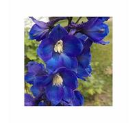 Pcs - 20x Géant Delphinium Cultorum Pacifique Noir Pied D'Alouette Graines A43 - Seeds & Plants Shop by Ipsa
