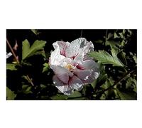 Pcs - 20x Hibiscus Syriacus Chine Mousseline Jardin Plantes - Graines B2114 - Seeds & Plants Shop by Ipsa