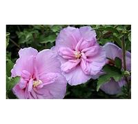 Pcs - 20x Hibiscus Syriacus Lavender Mousseline Jardin Plantes - Graines B2115 - Seeds & Plants Shop by Ipsa