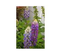 Pcs - 20x Lupine 1-jährig Mix Lupinus Jardin Plantes - Graines KS225 - Seeds & Plants Shop by Ipsa