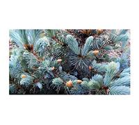 Pcs - 20x Picea Pungens Épinette Bleue Aiguille Sapin Jardin Plantes - Graines B98 - Seeds & Plants Shop by Ipsa
