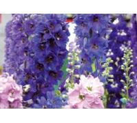 Pcs - 20x Pied D'Alouette Arrondir Table Séries Mix (Delphinium) - Graines Jardin KS341 - Seeds & Plants Shop by Ipsa