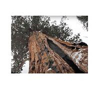 Pcs - 20x Sequoia Sempervirens Küstenmammutbaum Plantes - Graines B258 - Seeds & Plants Shop by Ipsa