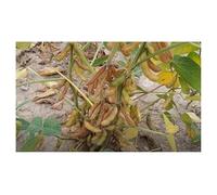 Pcs - 20x Soja Fiskeby V - Trockenbohnen Glycine Max. Jardin Plantes Graines KS31 - Seeds & Plants Shop by Ipsa