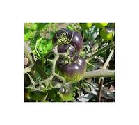 Pcs - 20x Tomate Indigo Rose Vieux Variétés Légumes Semences Jardin Plantes - Graines K99 - Seeds & Plants Shop by Ipsa