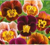 Pcs - 20x Violet de Corne Bambini Mix Viola Cornuta Pensées Graines KS607 - Seeds & Plants Shop by Ipsa