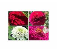 Pcs - 20x Zinnia Géant De Californie Mix-Zinnien Graines Jardin Fleur KS305 - Seeds & Plants Shop by Ipsa