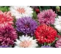 Pcs - 220x Bleuet des Champs Doppelblumig Mixte Fleurs Jardin Plantes - Graines K307 - Seeds & Plants Shop by Ipsa