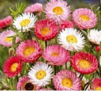 Pcs - 240x Sonnenstrohblume Mixte Helipterum Acroclinium Plantes Graines K346 - Seeds & Plants Shop by Ipsa