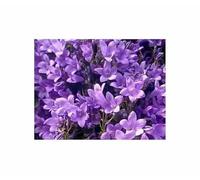 Pcs - 2500x Prairies Campanule Carpatica Semences Jardin Plantes Graines K316 - Seeds & Plants Shop by Ipsa