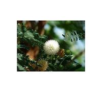 Pcs - 25x Acácia Mearnsii Schwarzholz Acacia Arbre Mimosa Plantes - Graines B503 - Seeds & Plants Shop by Ipsa